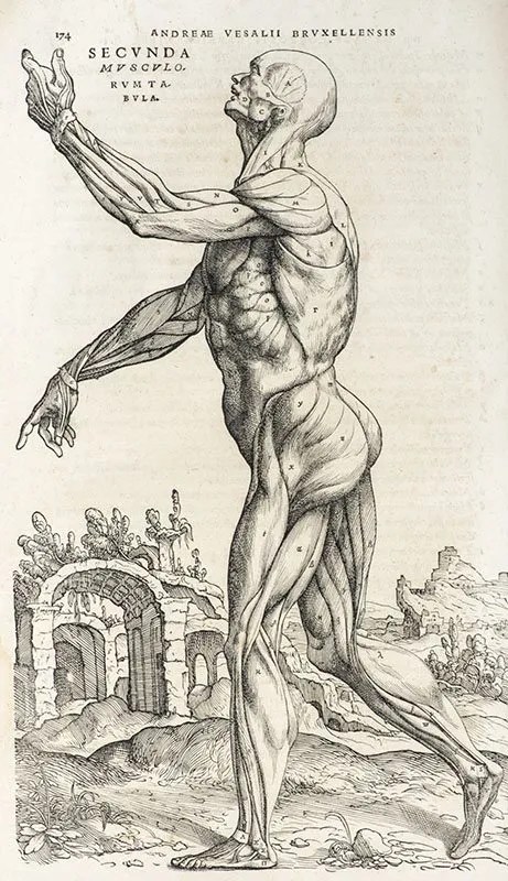 An anatomy figure in Andreas Vesalius and "De Humani Corporis Fabrica Libri Septem"