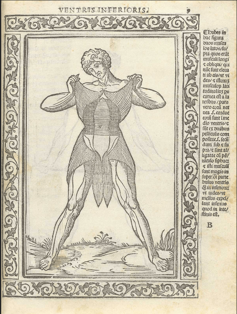 The peeling of the skin with the muscular figure shows the muscles striations, this allows a strong idea of the human muscular system for future references. 